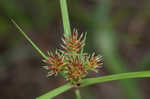 Oneflower flatsedge